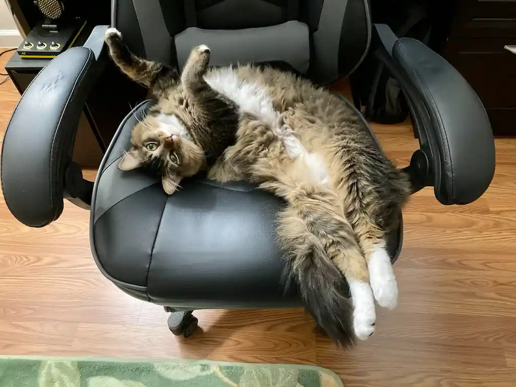 A long-haired, brown tabby cat lays in an office chair. He is twisted around on his back and looking at the viewer upside down. His front paws are held out in the air as he seems to be saying "You can't possibly kick someone THIS cute out of a chair YOU gave up by leaving for more than 5 seconds."